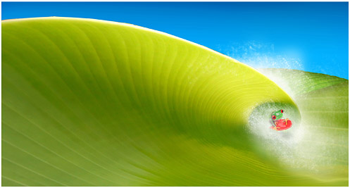 Fresh Air - Boogie boarding Gecko