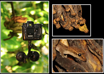 gecko
